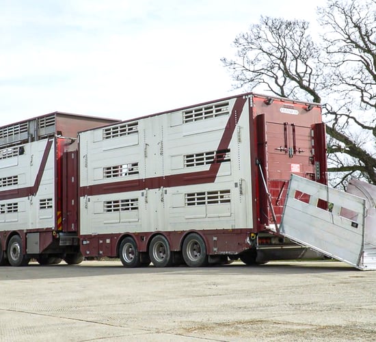 Calls for milk processors to subsidise and support calf exports