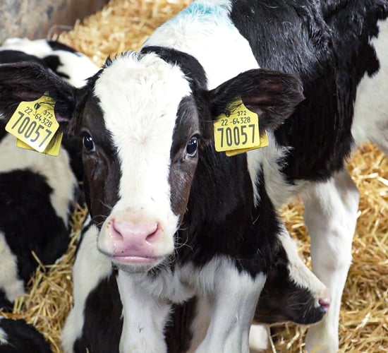 Calves a 'picture of health' on 63-day feeding programme incorporating Compumate