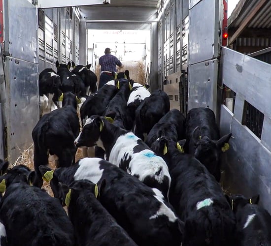 Tirlán CEO: Calves 'central part of dairy - have to be taken care of'
