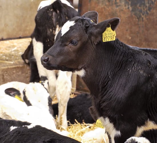 Deadline looms for farmers to claim under €20/head dairy beef calf scheme