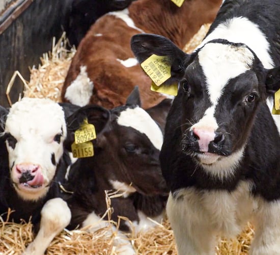 How did calves perform on Green Acres farms in 2020?