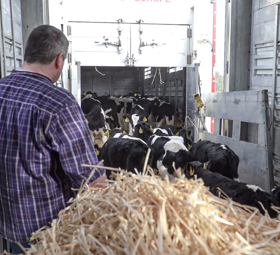 Calf exports running 22% ahead of last year