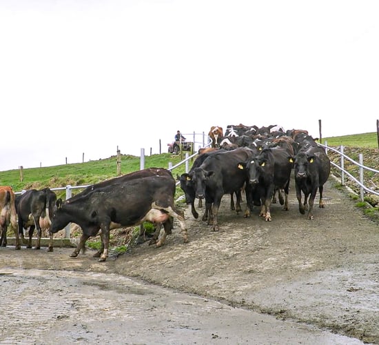 Reducing emissions from your dairy herd through EBI