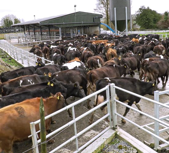 Factors affecting cow flow into the milking parlour