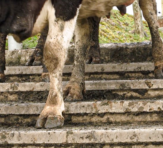 Get on top of lameness this autumn