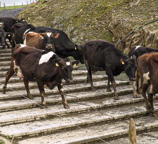 Locomotion scoring cows to keep milk production up this summer