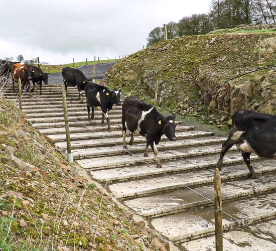 Do you need to treat your cows for parasites?