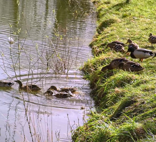 Teagasc launches factsheet on how to establish a riparian buffer zone on your farm