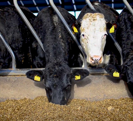 Beef Finishers Payment open for applications today