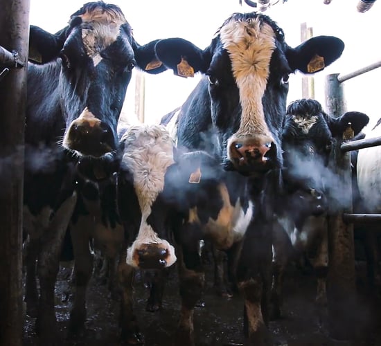 Could your cows be deficient in phosphorus?