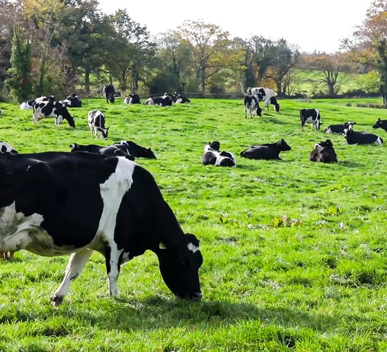 Grass growth: Don't keep cows out for the sake of it