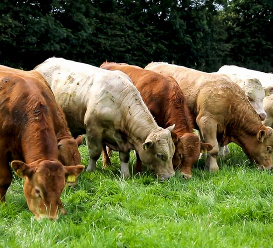 Mixed reactions to new UK-EU veterinary agreement