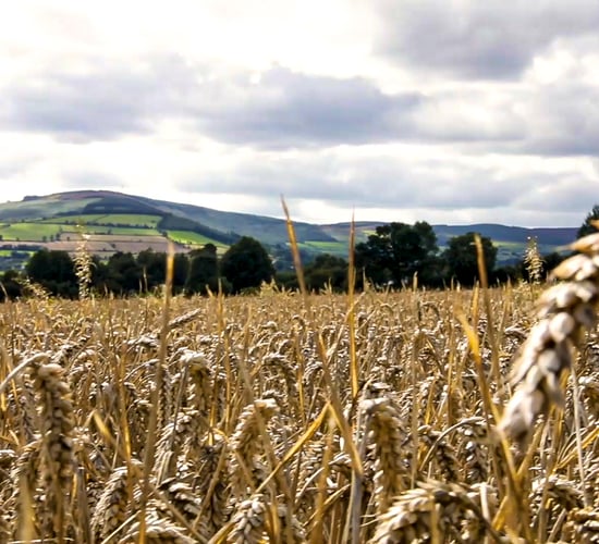 Survey shows 70% of farmers globally expect profits to increase