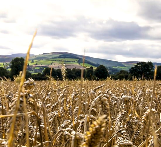 Global wheat prices up 41% with consumption hitting 'all-time high'
