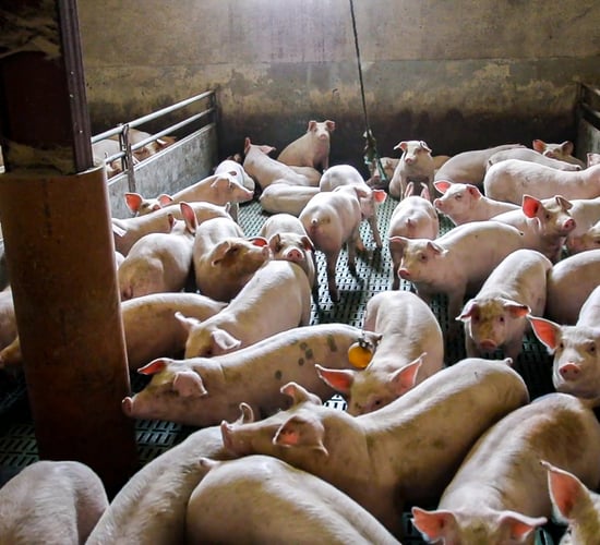 Farmers advised to assess on-farm energy efficiency