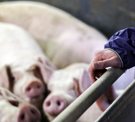 Pig farm worker awarded over €11,500 in untaken leave