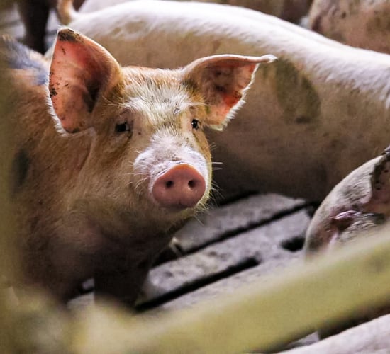 70,000 pigs backing up on UK farms amid worker shortage
