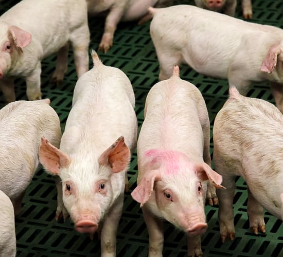 NAP proposals' potential impact on NI pig sector focus of farmer meeting