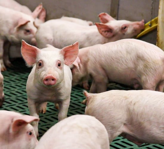 Tenders sought for refit of Moorepark farrowing house