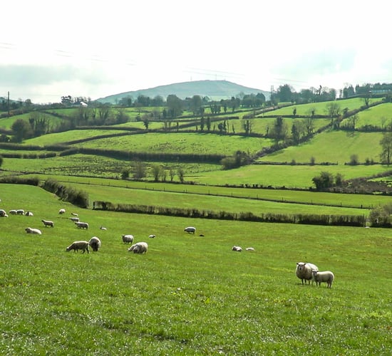 DAFM: Galway has highest number of ANC scheme applications