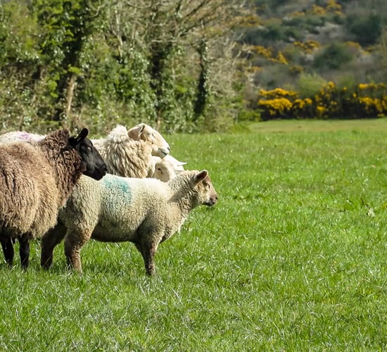 Sheep advice: Steps to consider when converting to organic