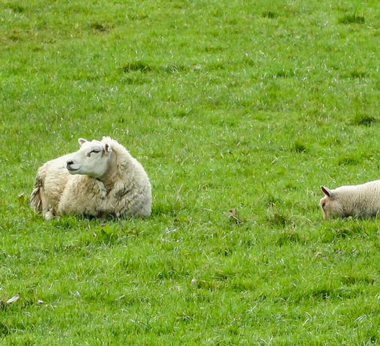 Over 30% of sheep farms earned less than €5,000 in 2019