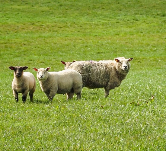 Lambs stolen from Longford field 'may have been taken by boat'