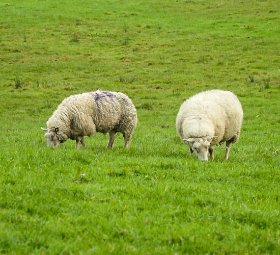 Sheep Welfare Scheme balancing payments begin issuing