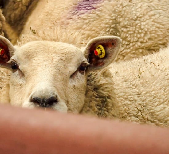 Getting to grips with sheep scab in Northern Ireland