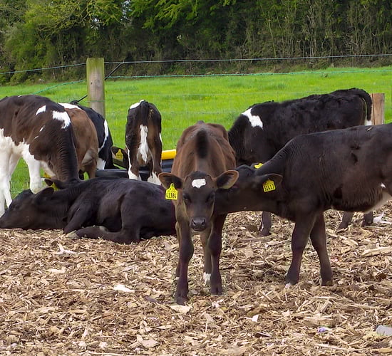 Bord Bia contacts 22 dairy herds slaughtering calves under 56 days