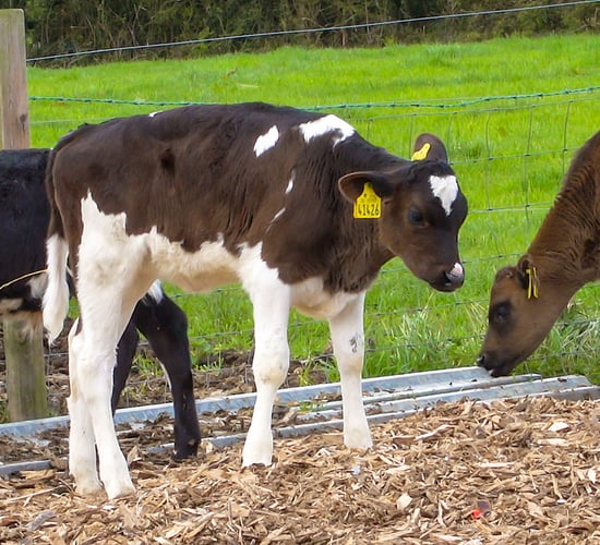 Movement of untested BVD cattle to be prohibited in UK