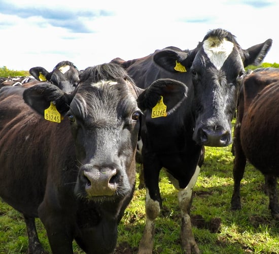 What is the 2020 outlook for dairy markets, production...and milk price?