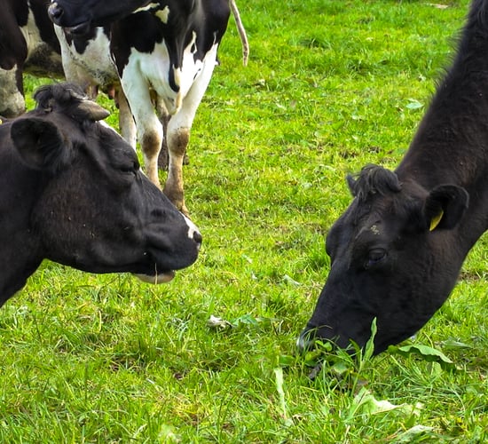 'Radical rethink' needed of EU Farm to Fork Strategy - Mulvihill
