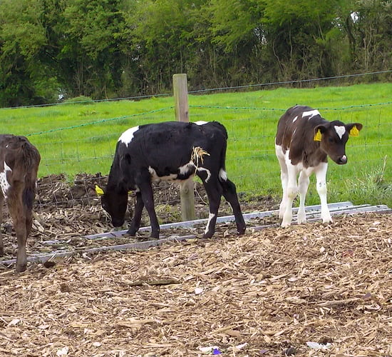 Fonterra moves to stop calf slaughtering on farms
