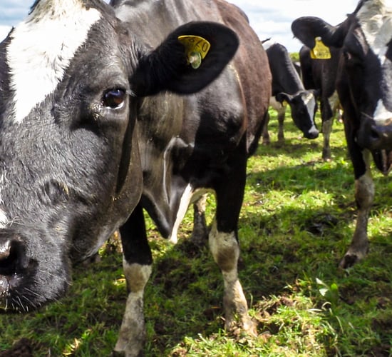 New project to use artificial intelligence to identify sick livestock