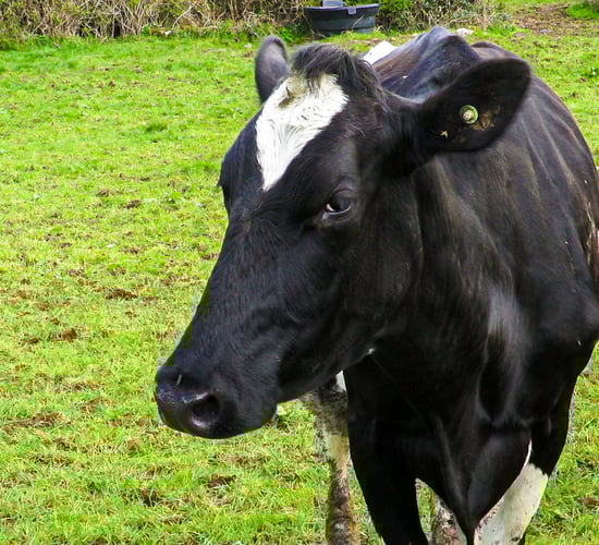 Actions taken by Irish dairy farmers highlighted in new factbook