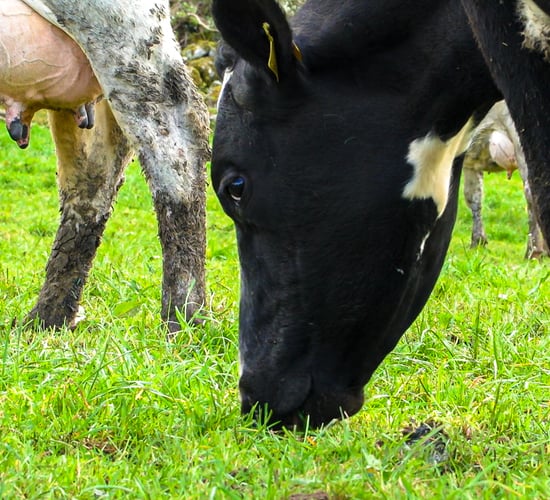 RVLs detect seasonal phosphorous deficiency in some herds