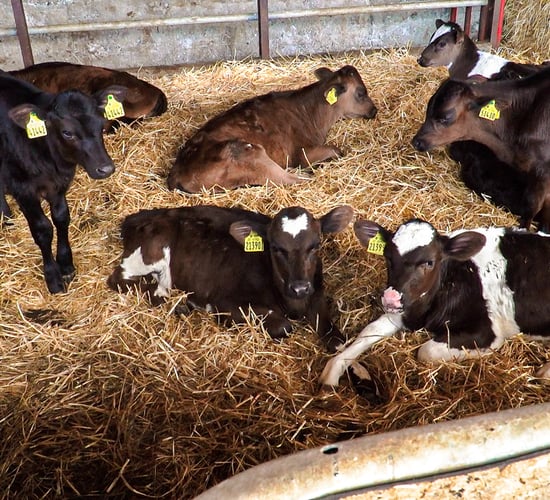 The role of vaccines on farms going forward