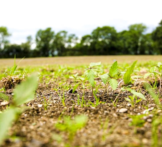 Report on growing potential of hemp and fibre crops due shortly