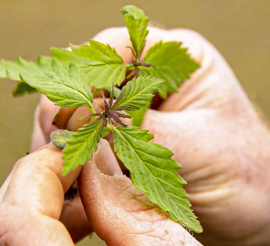Businesses must be aware of legalities when selling hemp food products - FSAI