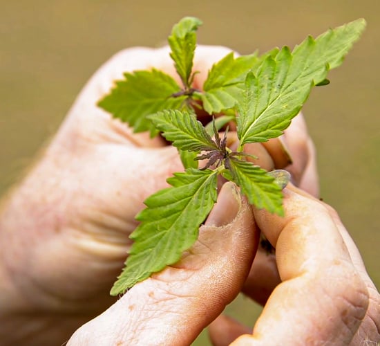 Report suggests 'bioeconomy co-operative' for north Kerry region