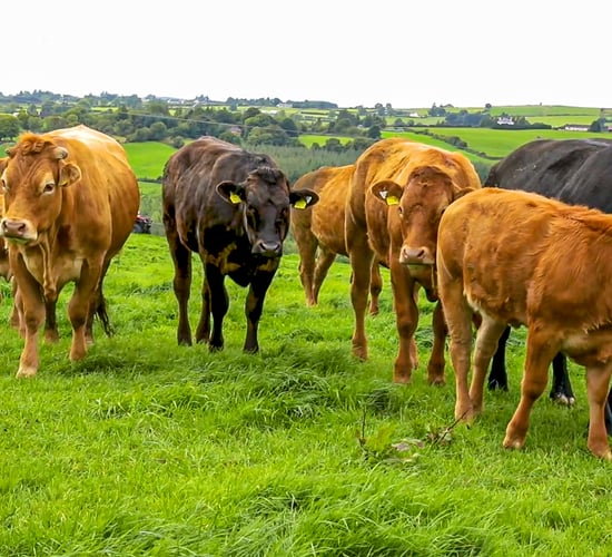 ICMSA: Upward movement in beef prices 'necessary and welcome'