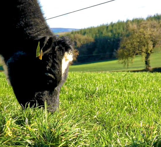 Organic farmer had licence suspended for two years