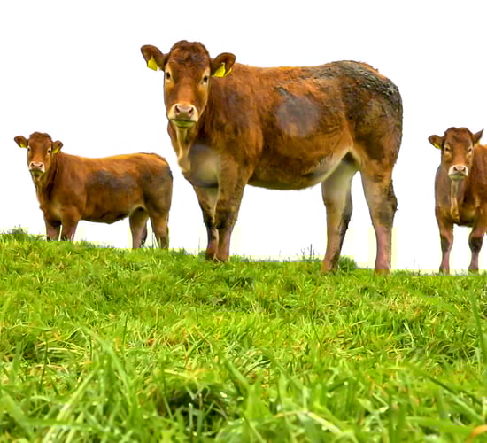Grass fed beef PGI must deliver 'champagne prices' - ICSA