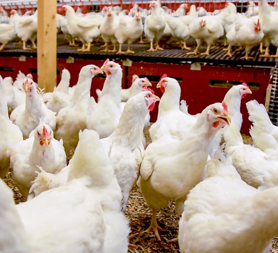 Suspected case of bird flu at commercial poultry farm in NI