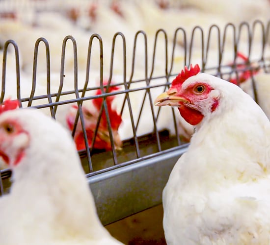 CO2 shortage: Supermarkets say NI poultry farms were 'days from crisis'