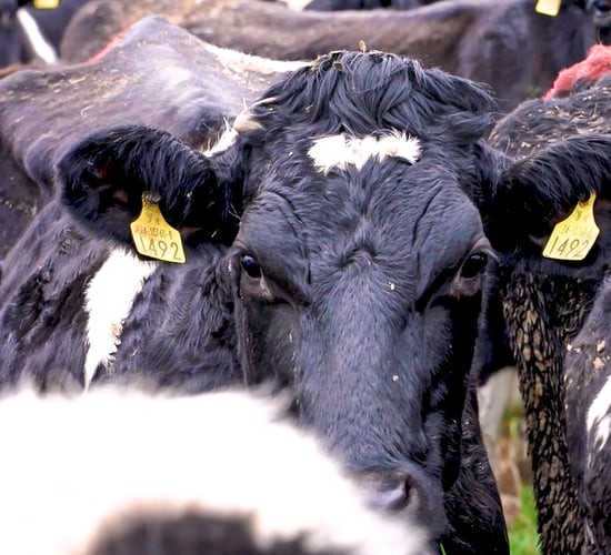 Nitrates mitigation proposals: What do they mean for farmers?