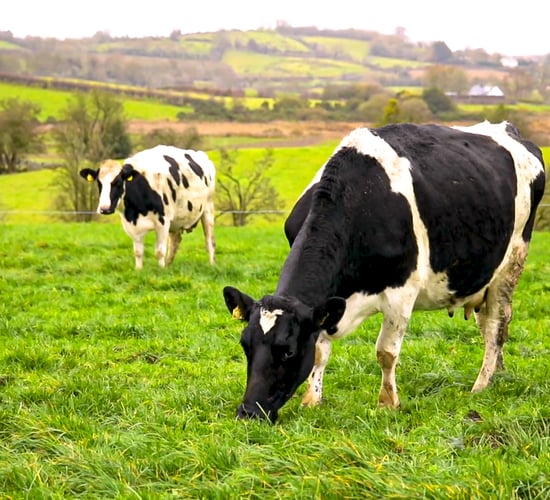 'Fragmented' dairy farms to potentially face chemical nitrogen cut