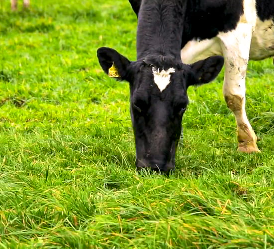 Grass growth: Big boost in growth expected