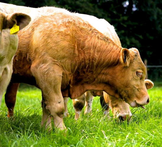 Grassland carbon credits likely to be higher than other crops
